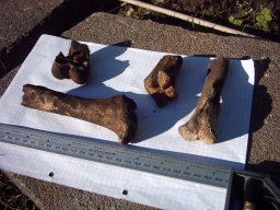 Bones found in Alsager, thumbnail