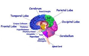 Diagram of the Brain