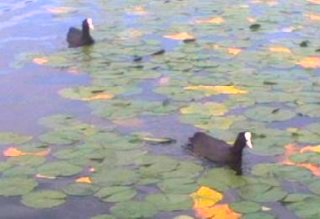 A Pair of Coots