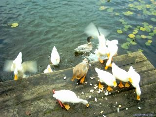 Runner Ducks & Runner Mallard cross breeds