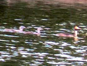 A great crested Grebe with its young