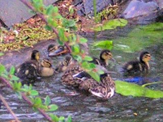 A female Mallard with young chicks Photo by Grace