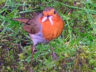 A cheeky robin snacks on an anglers bait Photo by Grace