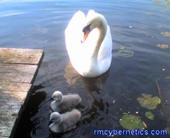 A Swan with its young