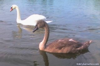 A Swan with an older chick