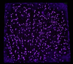 Kirlian Photo Plate Dust 2plate