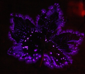 Kirlian Photo Leaf 1plate