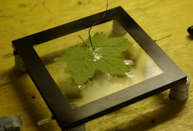 Kirlian Photo Place Sticking Leaf